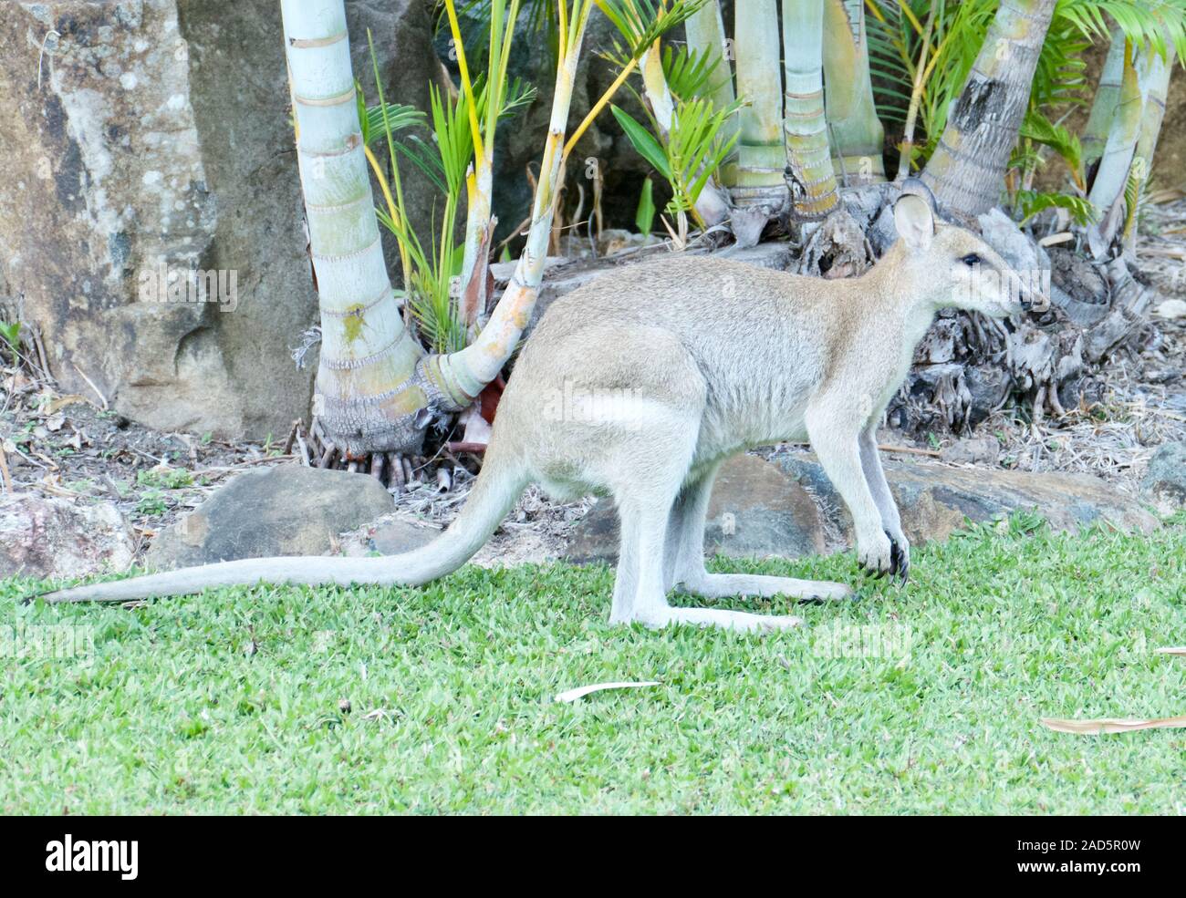 Kangaroo is the world`s largest marsupial, and the only biped in the group Stock Photo